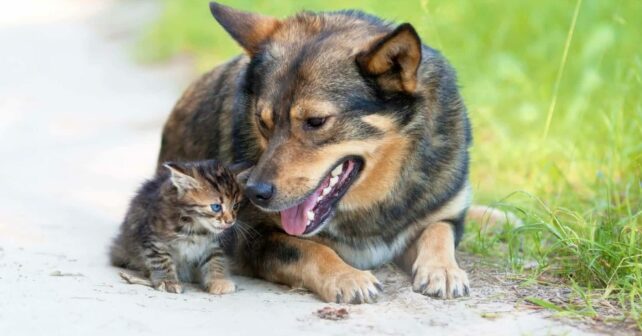 Galicia animales abandonados apoyo protectoras