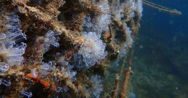 Puerto Barcelona biodiversidad Regenports