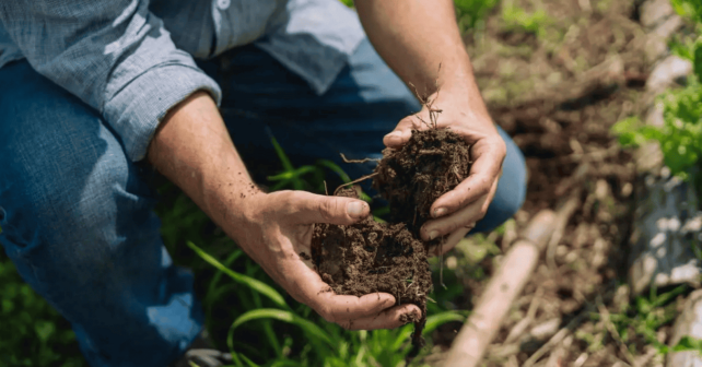 bacterias resistentes antibióticos muertes solución combinar cultivo varias hortalizas