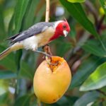 Les plantes établissent des relations avec des animaux qui consomment leurs fruits