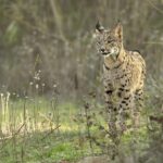 Projet LynxConnect: publie deux nouveaux lynx dans les «Highlands of Lorca» (Murcia)