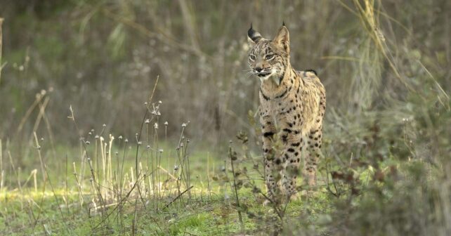 LynxConnect suelta nuevos linces Tierras Altas de Lorca