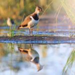 Restauration environnementale du «Laguna de Tamariz» (Valladolid)